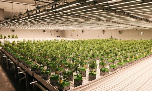 Southwest Michigan hits high point in Marijuana tax revenue