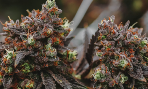 State program offers grants to Lansing-area Marijuana businesses