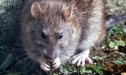 To be blunt, rats getting high on New Orleans police department’s confiscated marijuana