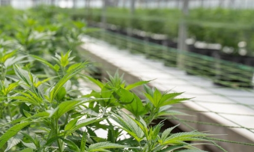 Weed Megacorp To Exit Maine Adult-Use Market