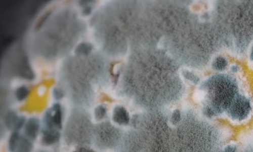 Cannabis Products May Harbor Fungal Toxins Harmful To Human Health, But Safety Regulations Are Uneven Or Nonexistent