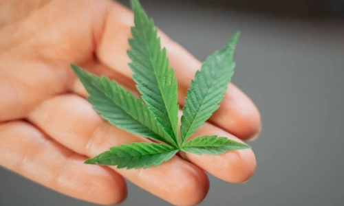 Don’t punish Marijuana workers in bankruptcy proceedings