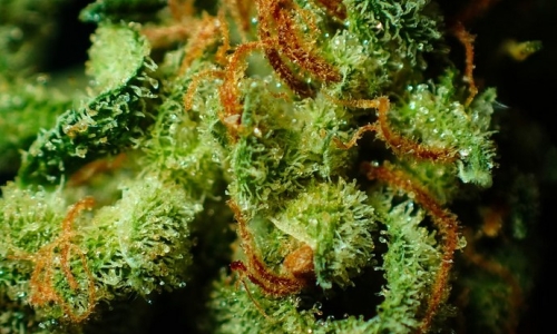 Groundbreaking study cracks one of Pot's greatest mysteries