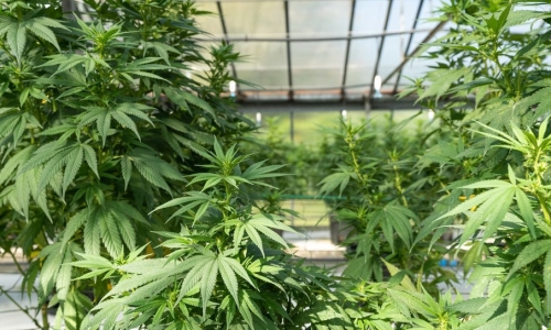 How Hemp Could Save Horticulture