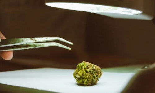 Latest Medical Marijuana legislation might just fix the whole process