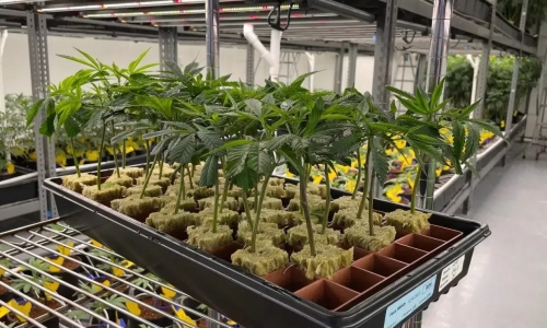 Marijuana in Ohio: Take a look at the Division of Cannabis Control's newly proposed rules