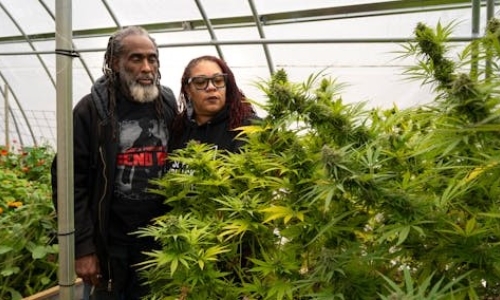 Minnesota Marijuana sales could be delayed or in short supply if planting doesn't start soon