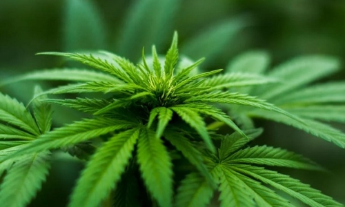 NY Judge’s Cannabis Ruling Opens Door for More Challenges