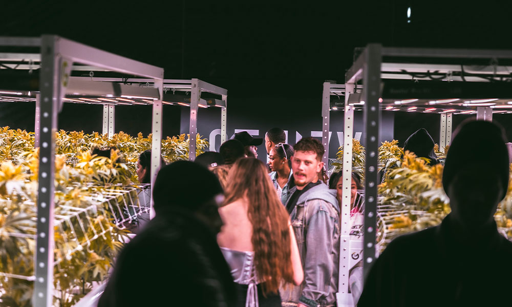STIIIZY grow at Rolling Loud event