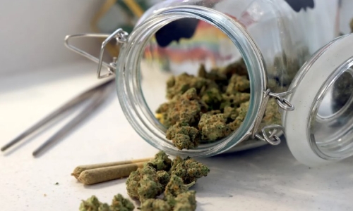 Springfield Marijuana Microbusiness License Revoked Due to Ineligibility