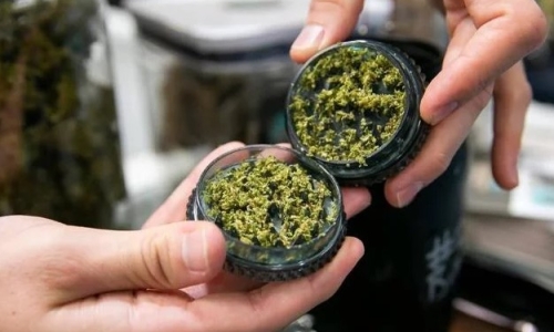 What happens if Florida legalizes recreational Marijuana?