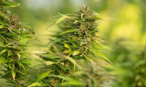 Where recreational marijuana stands in Florida before voters place their ballots