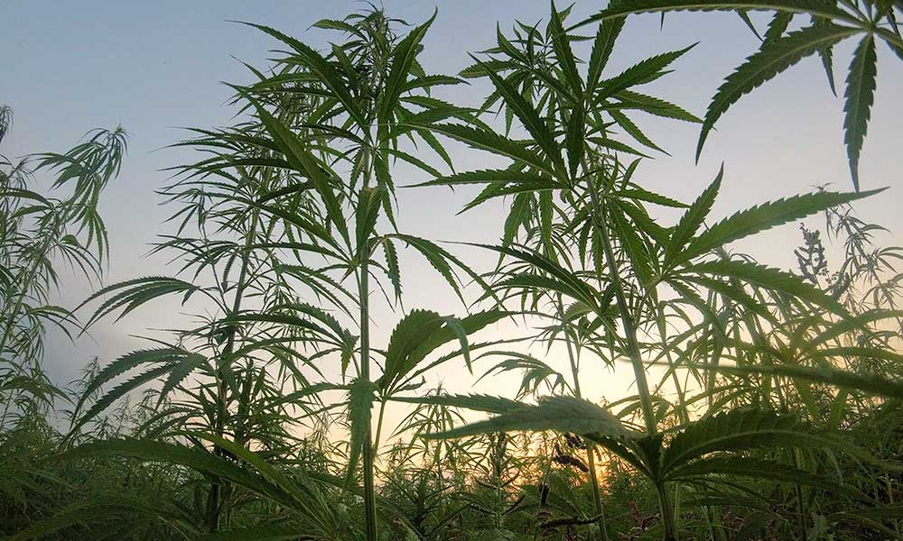 Facts About Hemp