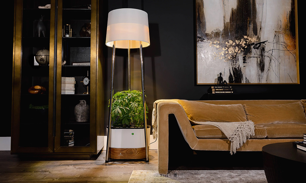 Fathers Day Cannabis Gifts