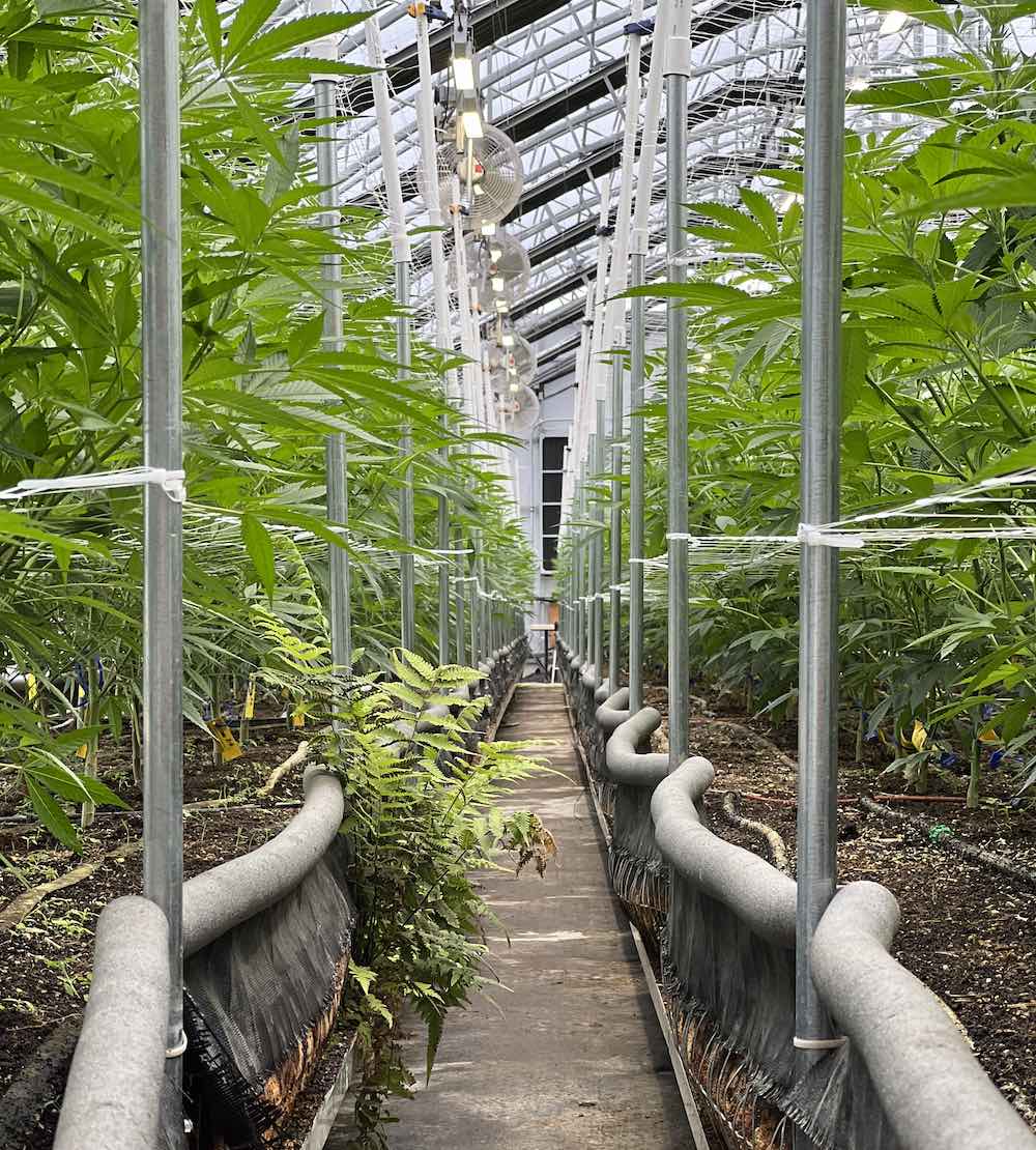 710 montana greenhouse