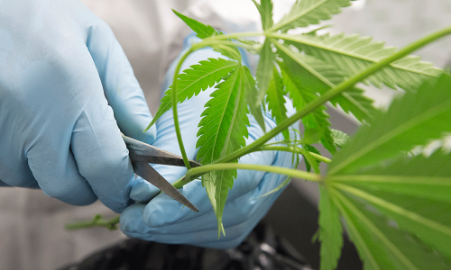 Bedrocan is Returning to Canada