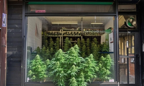 Judge rules against NYC in crackdown on unlicensed cannabis shops