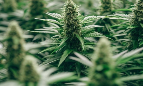 UB researchers urge cannabis policy shift toward public health approach