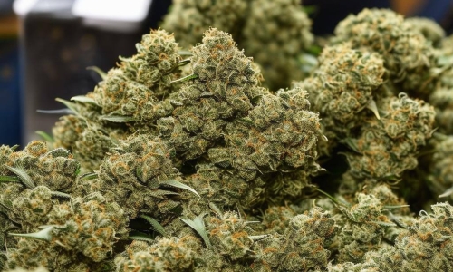 Upstate New York shop fined $9.5 million for unlicensed marijuana sales