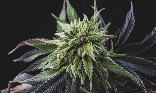 Cannabis In Europe: From Marijuana Busts To New Industry Partnerships, Here's What's New In Poland, Greece And UK