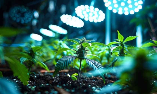 The Ever-Evolving Cannabis Industry: These Are Latest Leadership Changes You Should Know About