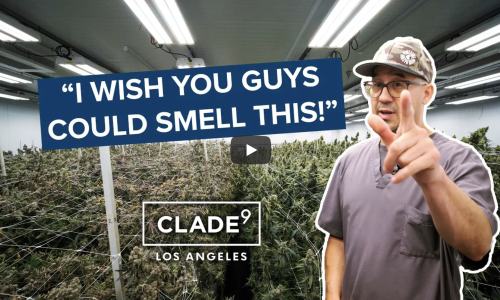 “Even if you grow the best weed in the world, there’s still competition"