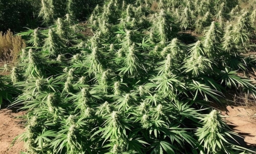 Cannabis company vows to sue after New Mexico destroys tens of thousands of pounds of its marijuana crop