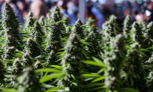 Dallas overwhelmingly votes to decriminalize marijuana in early election results