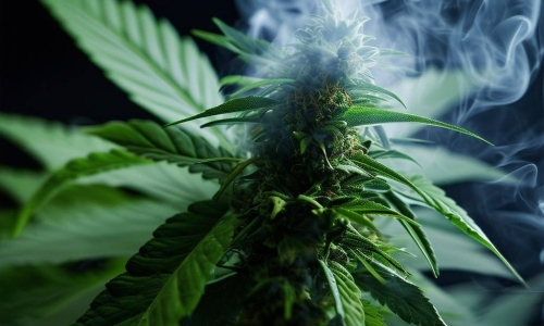 FDA gives green light to PTSD marijuana study in veterans