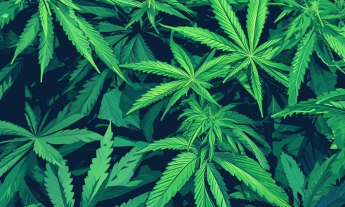 Coalitions and advocates want to see marijuana decriminalized