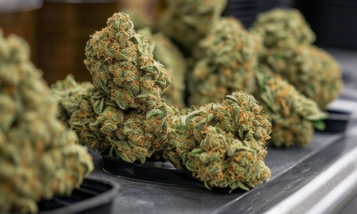 Future of recreational marijuana sales in Colorado Springs still up in the air as ballot counting continues