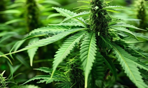 Hundreds of cannabis plants found in house
