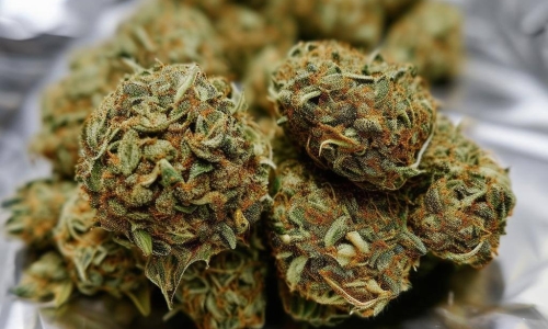 Illegal Cannabis Poses Risks to Consumers and the Public