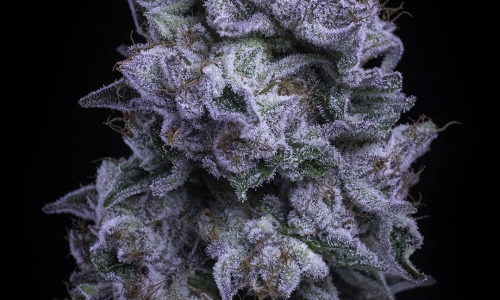 Unique cannabis brand grows from Whidbey roots