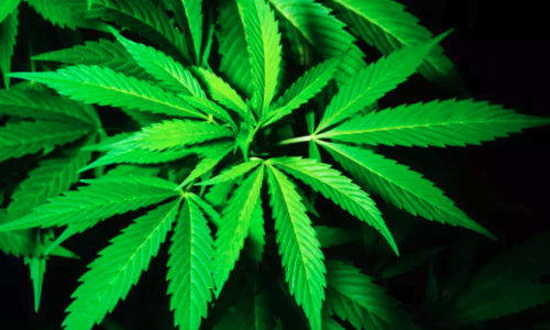 Texas Senate seeks to ban THC. San Antonio shop owner says it's deadly.