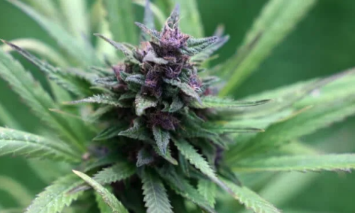 New study provides first objective evidence of cannabinol’s potential to improve sleep