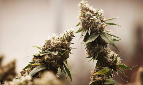 Over $600K worth of illicit cannabis found in Minnesota marijuana stores in 2024