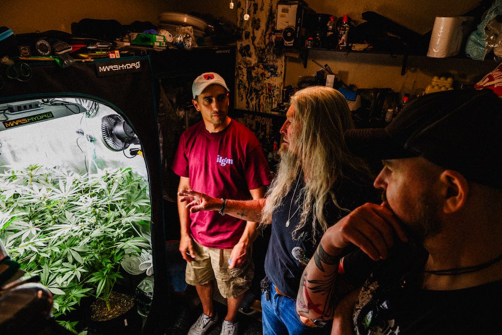 growing cannabis at home