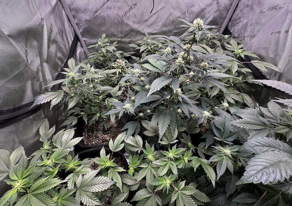 Humboldt Seed Co cannabis 