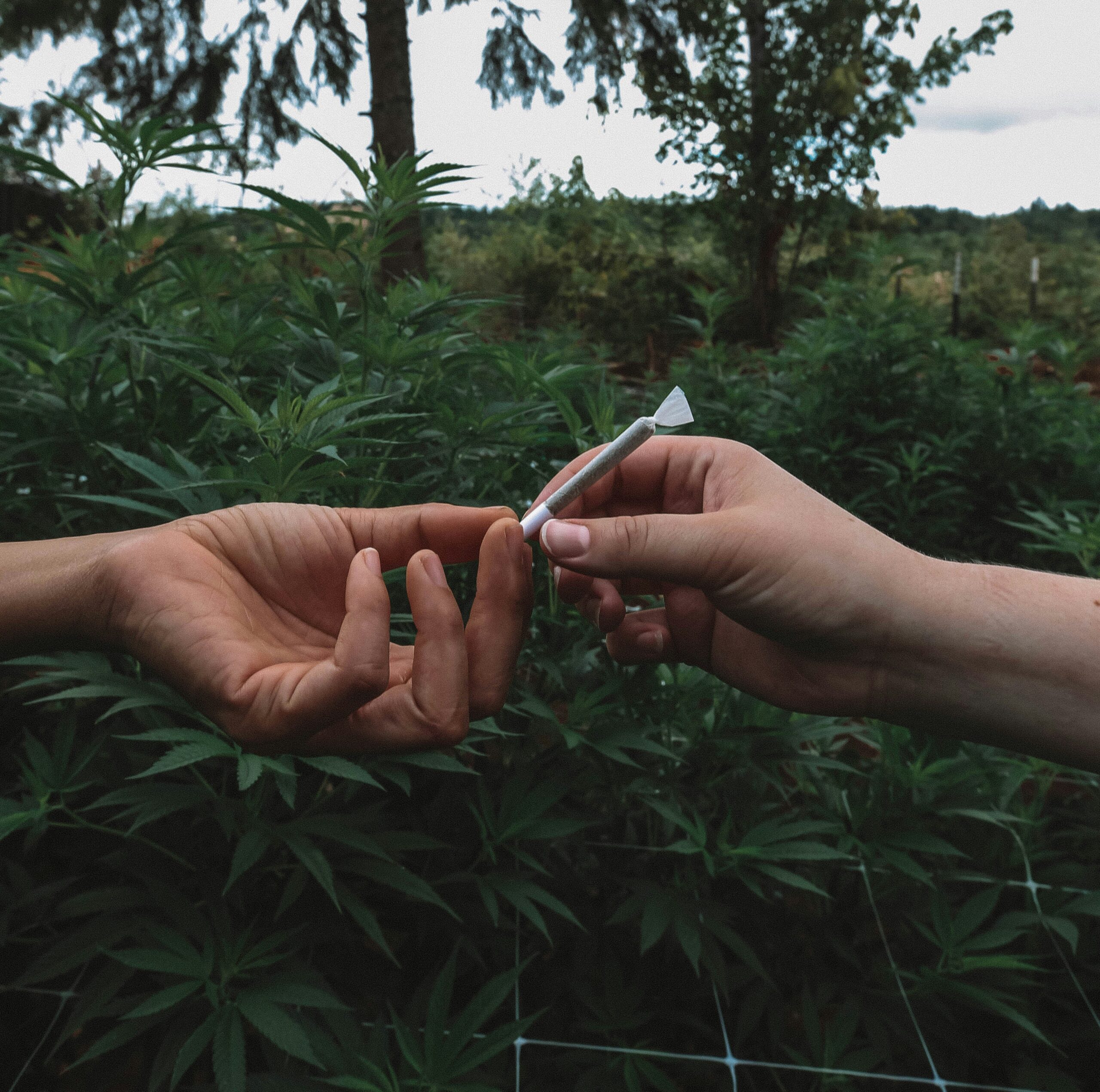 Missouri Health Department's Crucial Cannabis Report