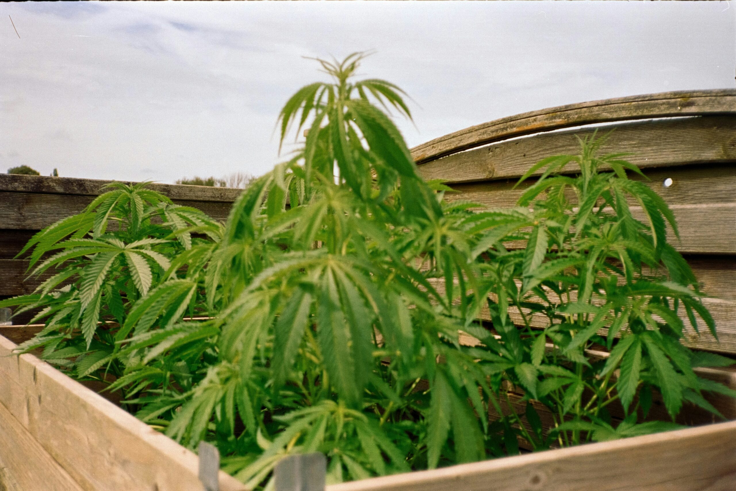 Illegal Marijuana Grow Seized in Los Padres National Forest