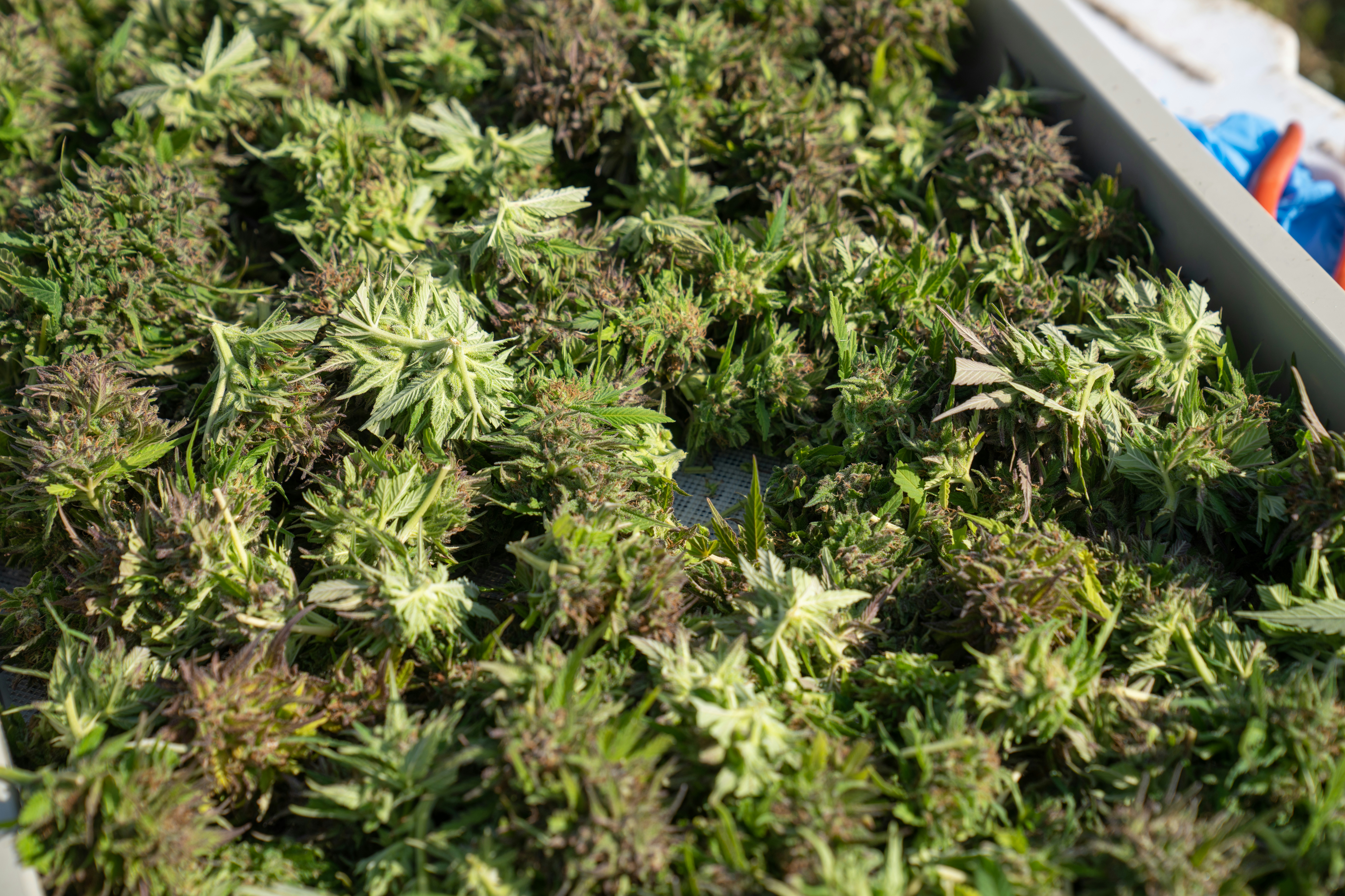 NJ Unveils NJ LEAF to Boost Cannabis Supply!