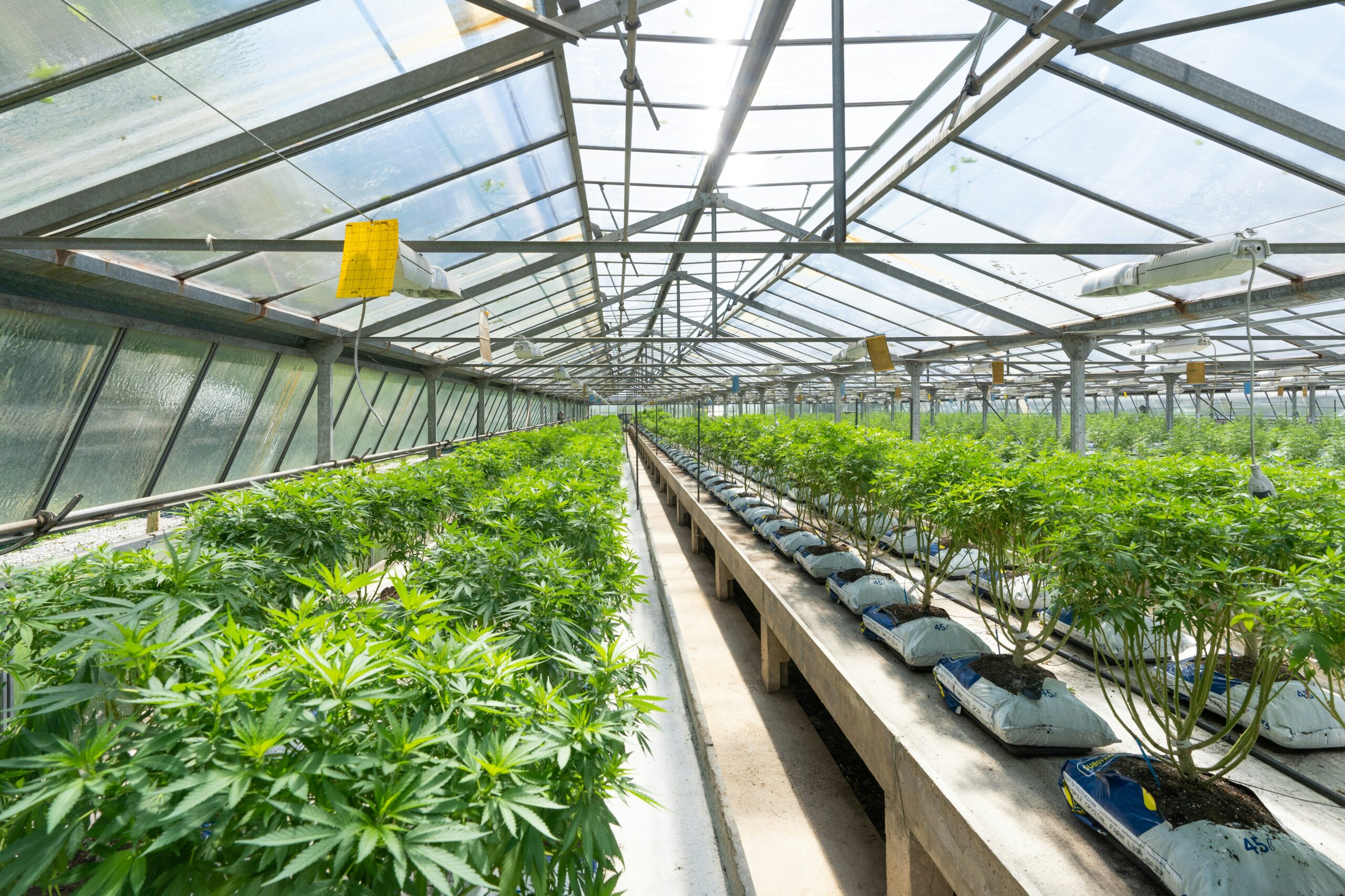 Richmond Celebrates 45 New Cannabis Jobs!