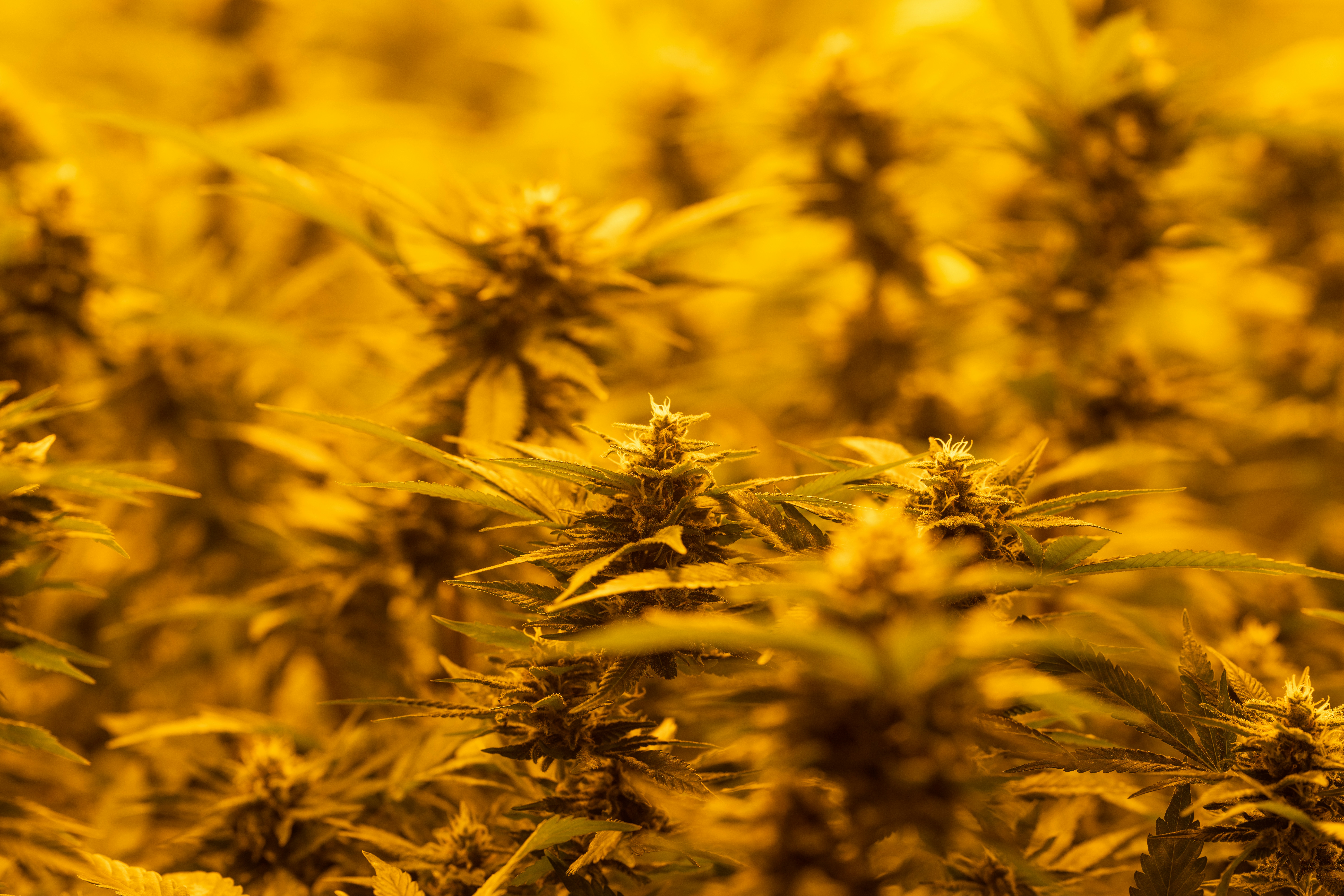 Omaha Tribe Cannabis Commission Convenes