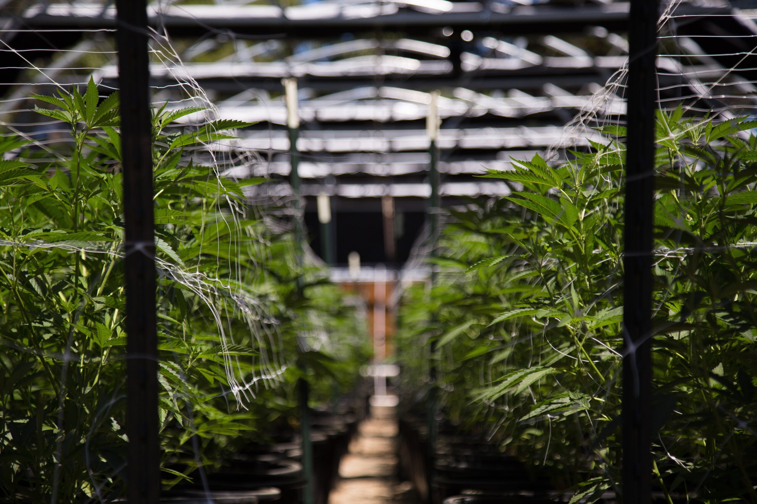 Cannabis Commission: Rules Here to Stay