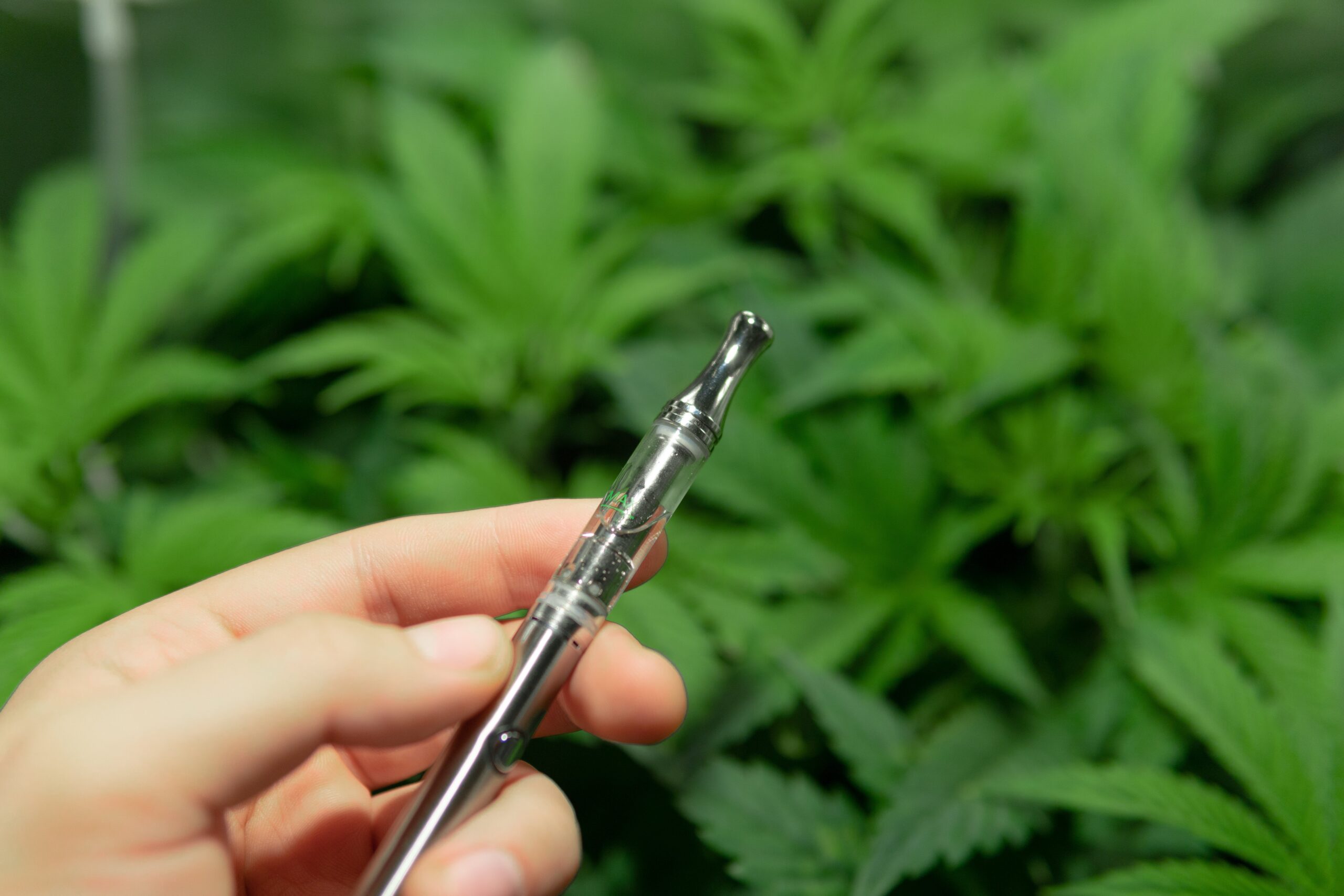 Risky Cannabis: Fear Fuels Rising Non-Citizen Cannabis