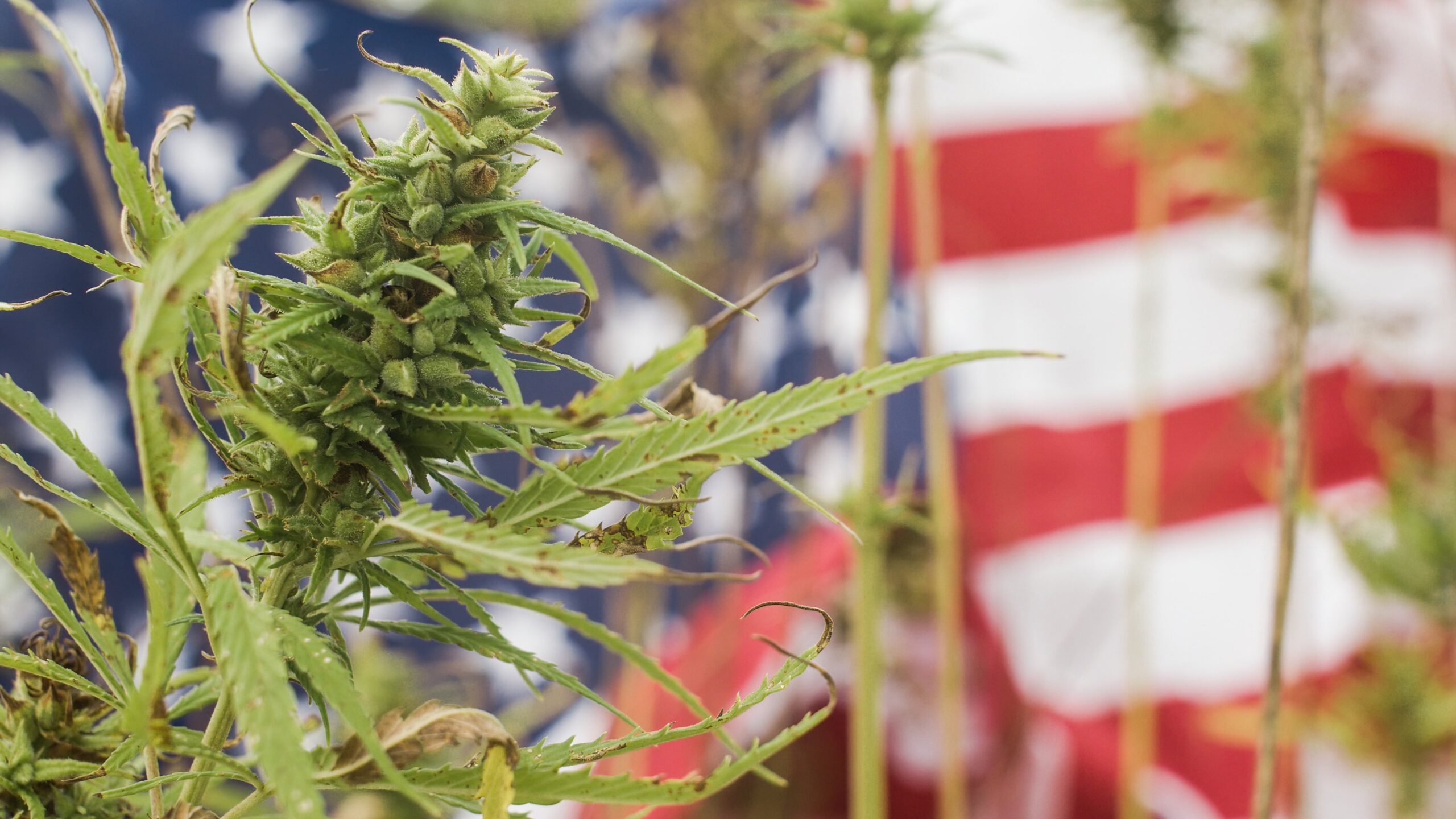 Jonesborough Issues Moratorium & Cannabis Rule Change