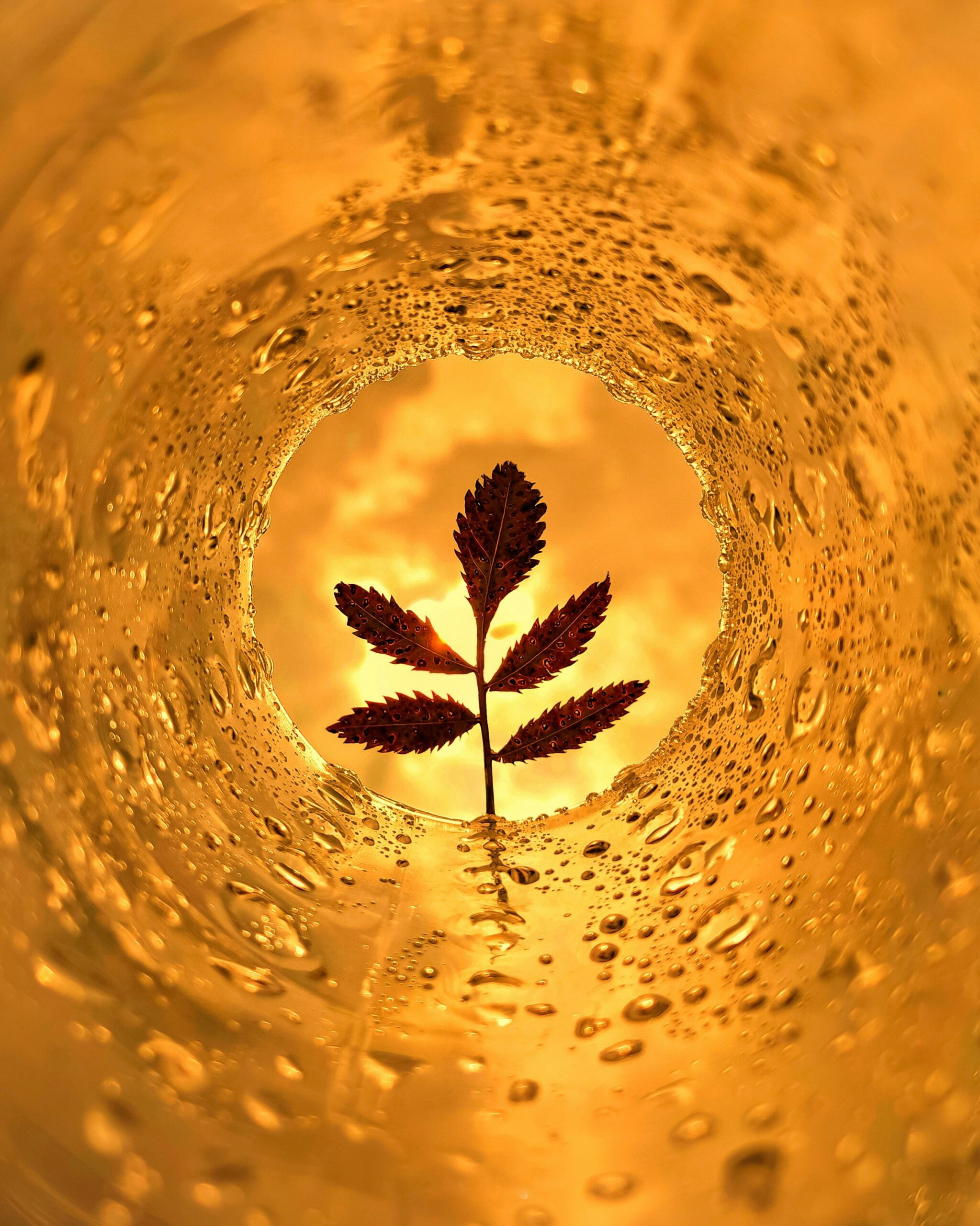The Ganjier And The Future Of Cannabis Tasting