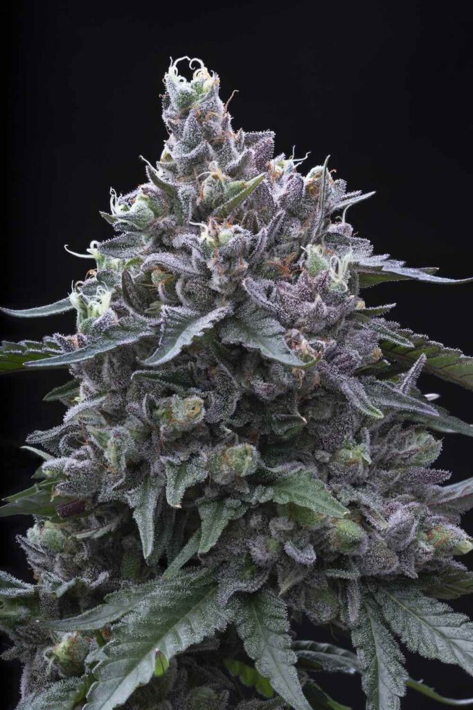 GG4 x Gelato cannabis strain from Bus & Roses